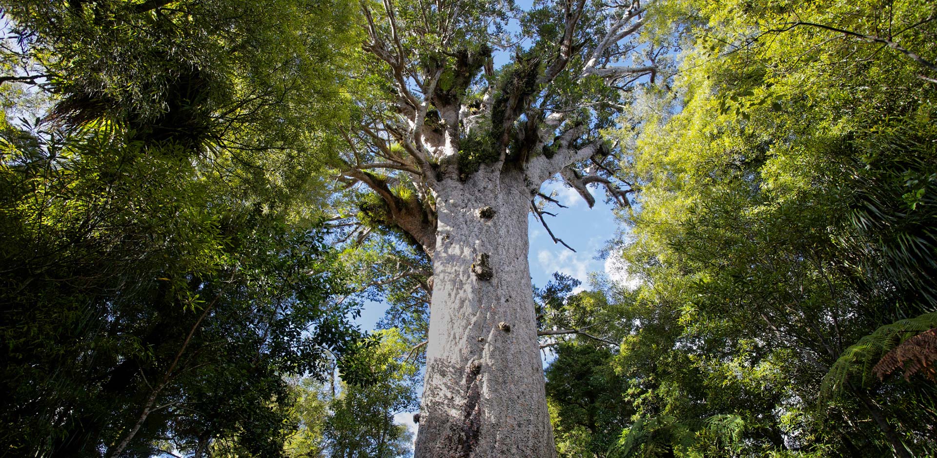 Legno kauri Gallery
